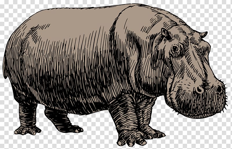 Hippopotamus Drawing Sketch, hippo transparent background PNG clipart