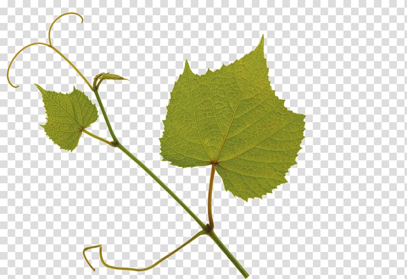 Kyoho Leaf Grape Green, leaf transparent background PNG clipart