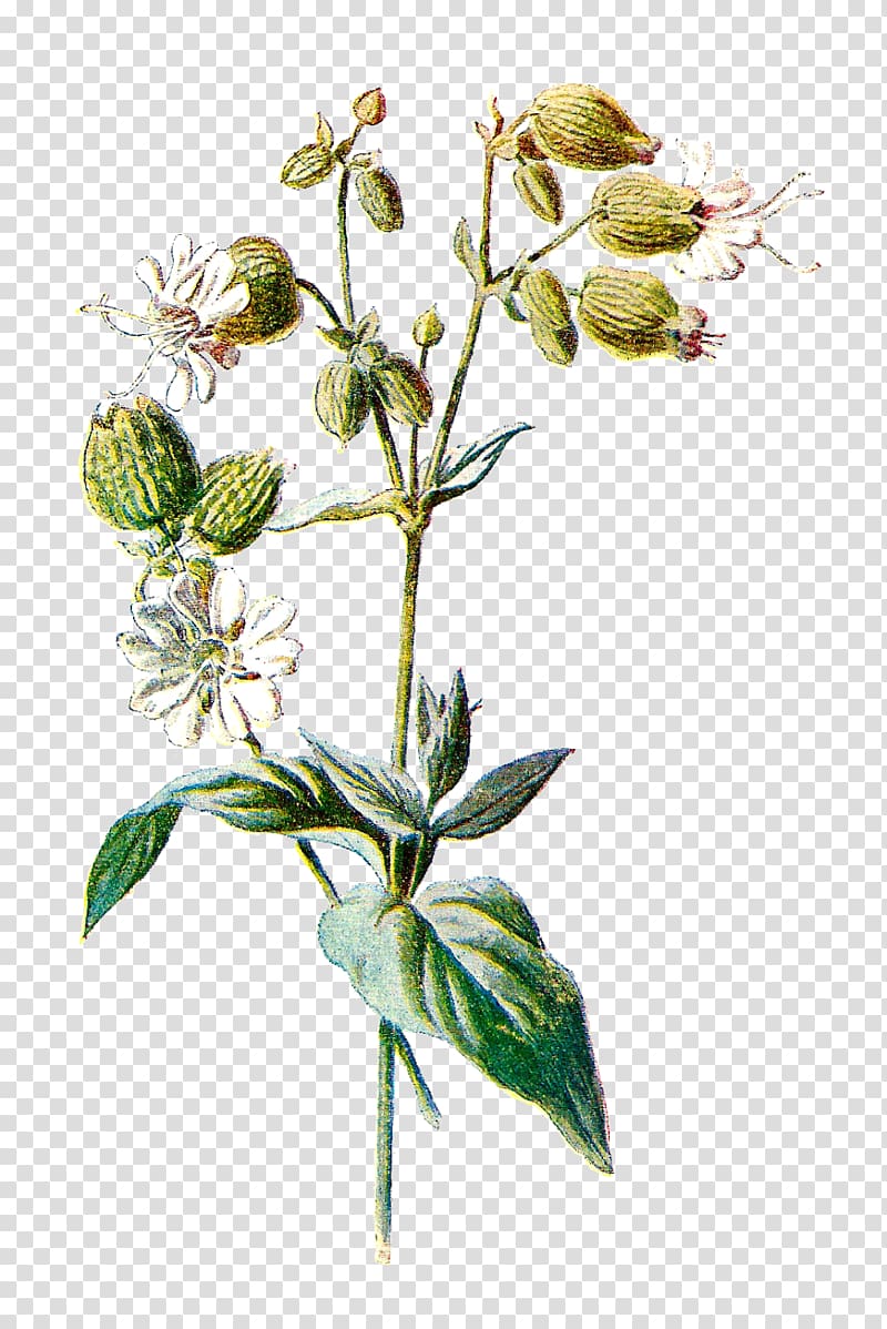 Familiar Wild Flowers Botany Wildflower Plant, botanical transparent background PNG clipart