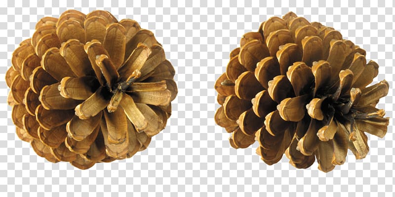 Conifer cone Pine , pine cone transparent background PNG clipart