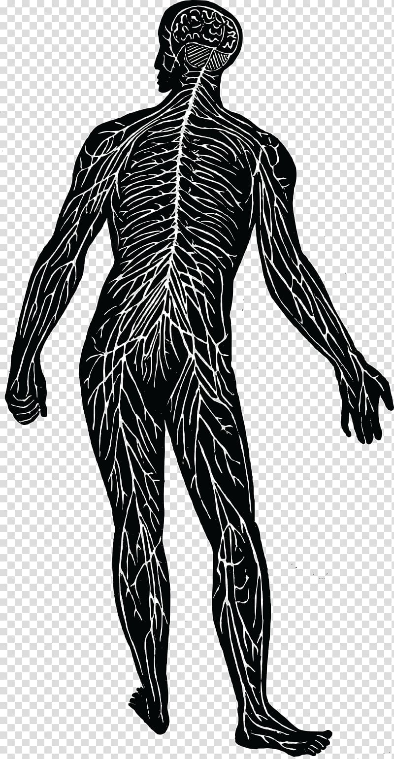 Nervous system Nerve Human body Muscular system , nervous system transparent background PNG clipart