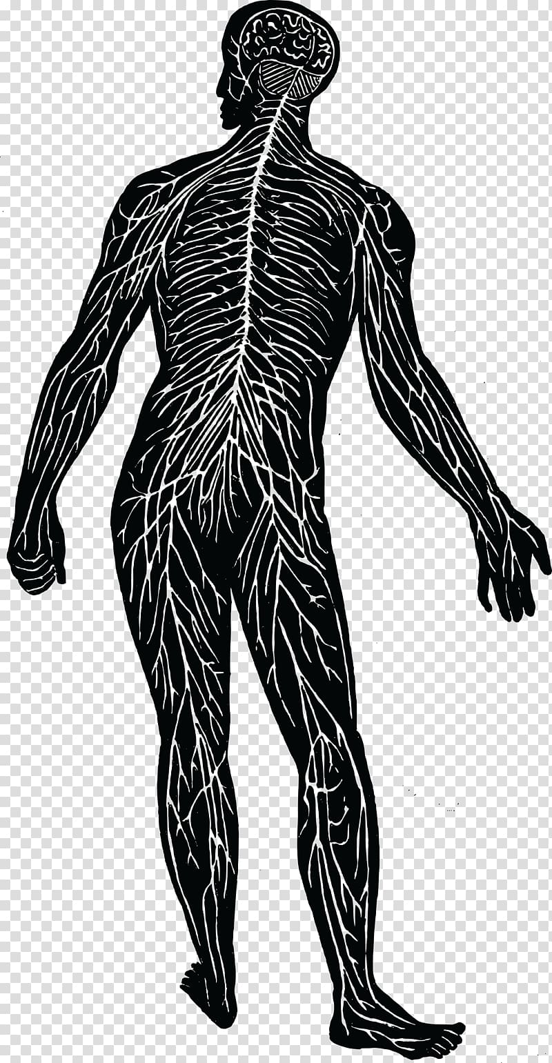 Human anatomy illustration art, Peripheral nervous system Nerve Human body  Central nervous system, nervous system transparent background PNG clipart