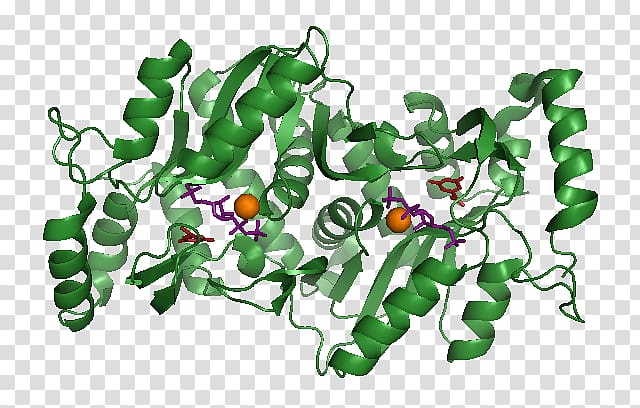 Orotate phosphoribosyltransferase Orotic acid Orotidine 5\'-monophosphate Phosphoribosyl pyrophosphate, others transparent background PNG clipart