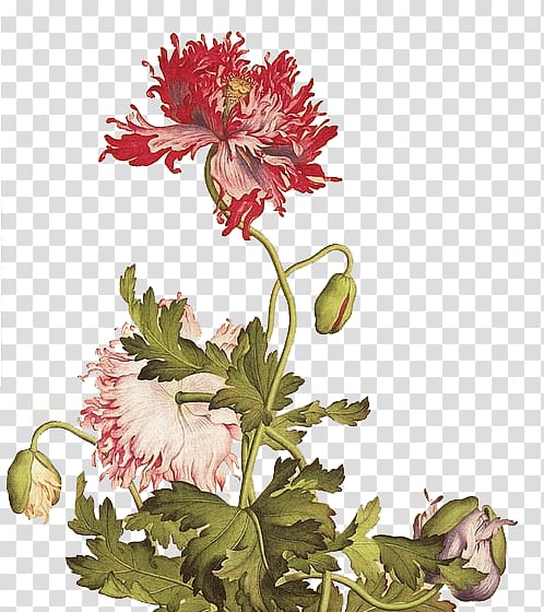 National Palace Museum Qing dynasty Gongbi Bird-and-flower painting, Plant flowers hand-painted flowers creative creative,Cartoon beautiful bouquet transparent background PNG clipart