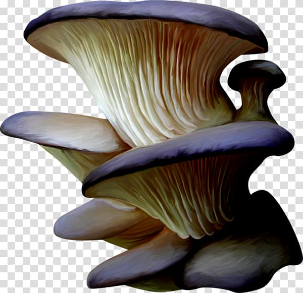 Pleurotus eryngii Mushroom Organism, mushroom transparent background PNG clipart
