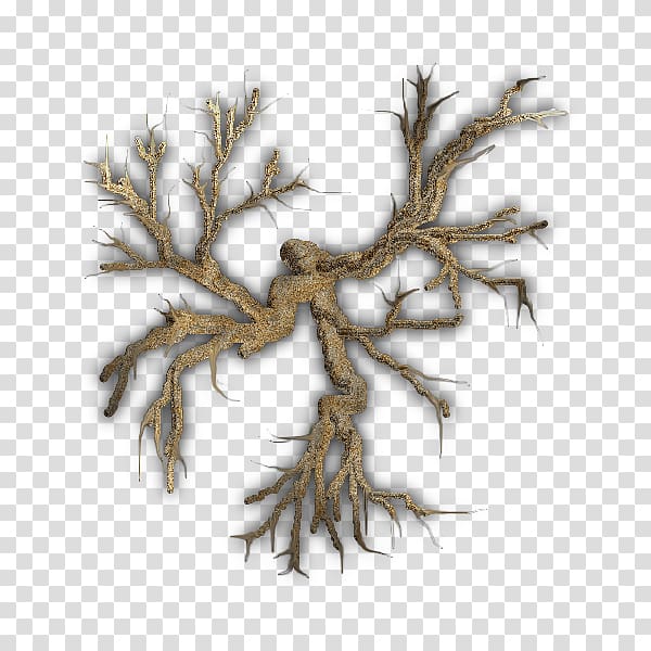Twig Root Tree Branch Plant, tree transparent background PNG clipart