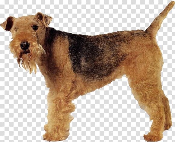 Welsh Terrier Lakeland Terrier Airedale Terrier Irish Terrier Dog breed, others transparent background PNG clipart