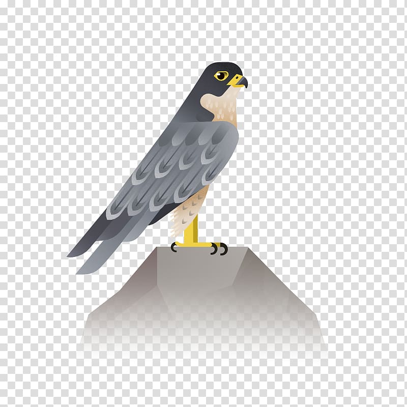 Bird Eagle Hawk Icon, bird transparent background PNG clipart
