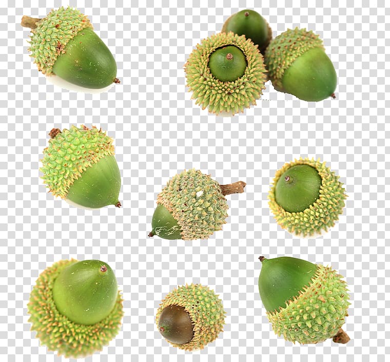 Kiwifruit Oak Acorn, Acorn transparent background PNG clipart