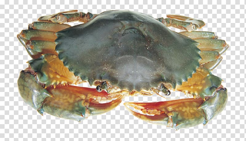 Dungeness crab Yangcheng Lake King crab Chilli crab, Crab transparent background PNG clipart