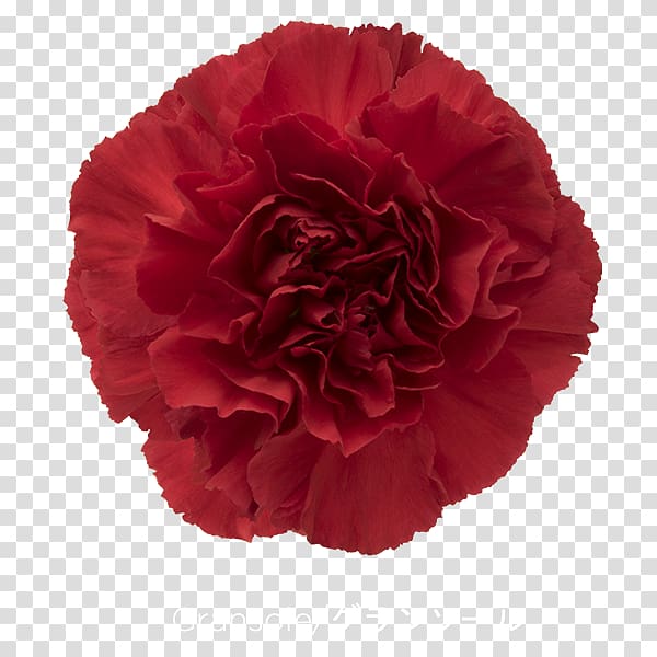 Carnation Cut flowers Rose Red, CARNATION transparent background PNG clipart