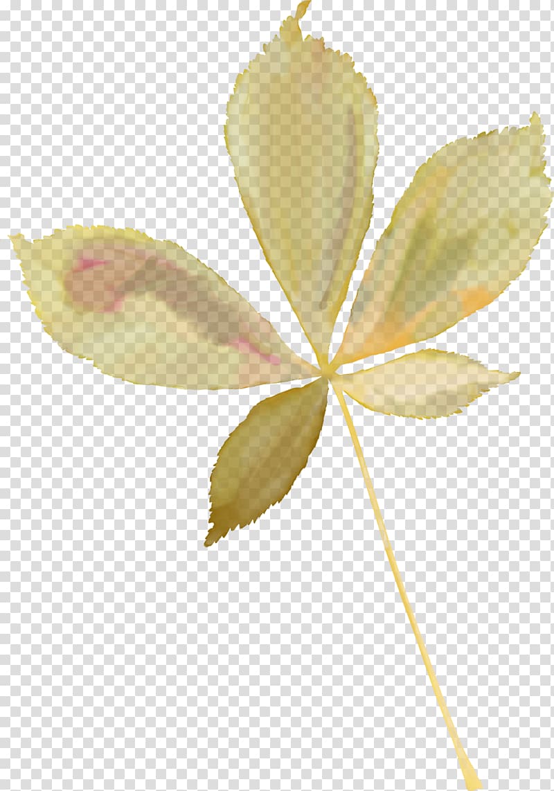 Leaf Petal , Leaf transparent background PNG clipart