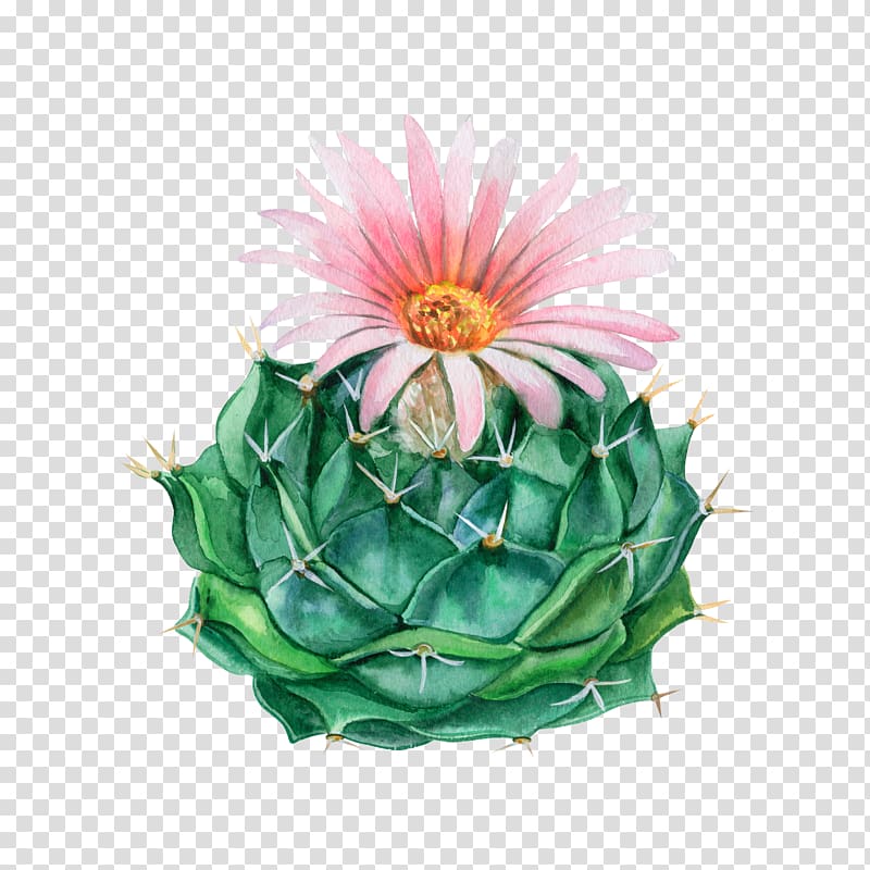 pink cactus flower art, Watercolor painting Flowerpot , cactus blooming season transparent background PNG clipart