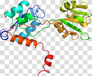 Line Point Organism , line transparent background PNG clipart thumbnail