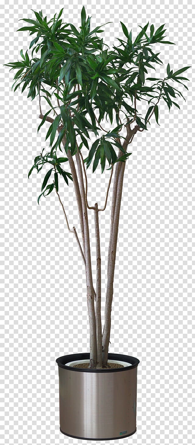green leafed tree illustration, Plant Arecaceae Areca palm , flower pot transparent background PNG clipart