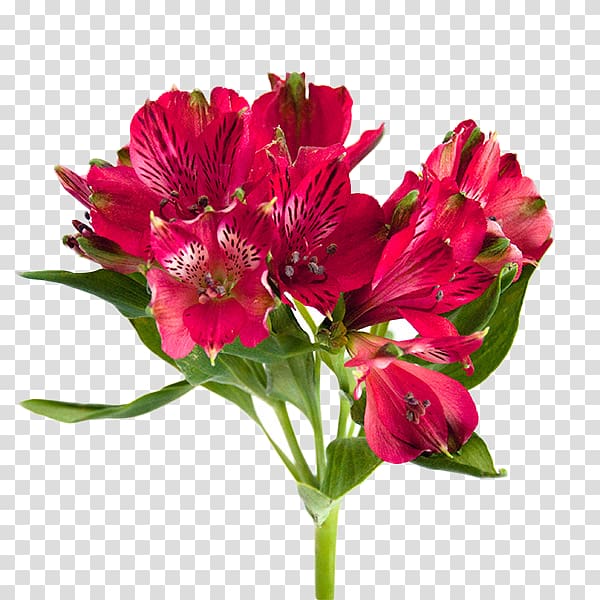 Lily of the Incas Flower bouquet Cut flowers Garden roses, flower transparent background PNG clipart