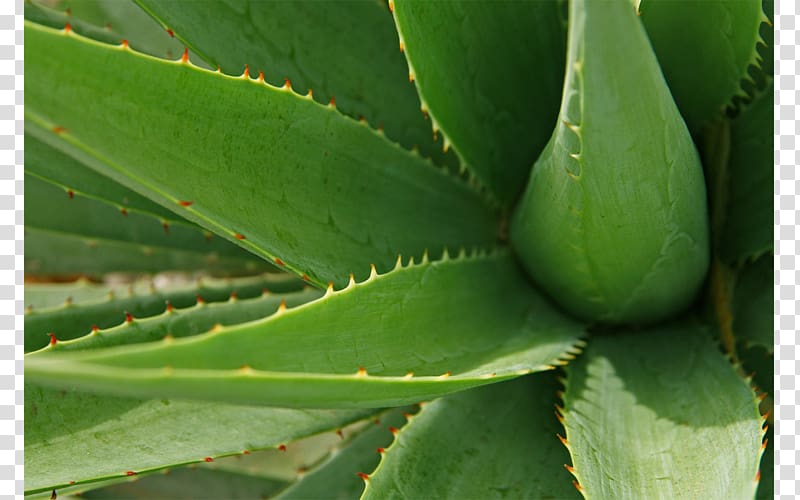Aloe vera Aloe arborescens Gel Plant Medicine, aloe transparent background PNG clipart