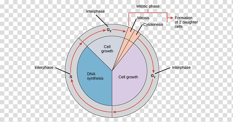 Mitosis Cell cycle Interphase Cell division Prophase, cycle diagram transparent background PNG clipart