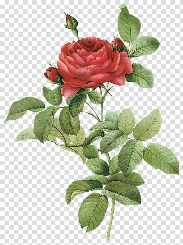 Roses French rose Damask rose Flower, flower transparent background PNG clipart