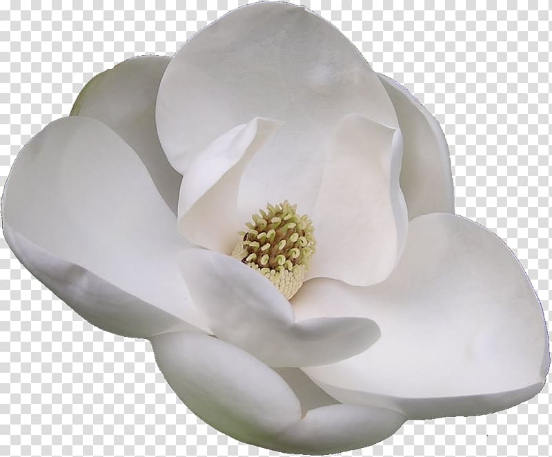 Flowering plant Southern magnolia Chinese magnolia, flor transparent background PNG clipart