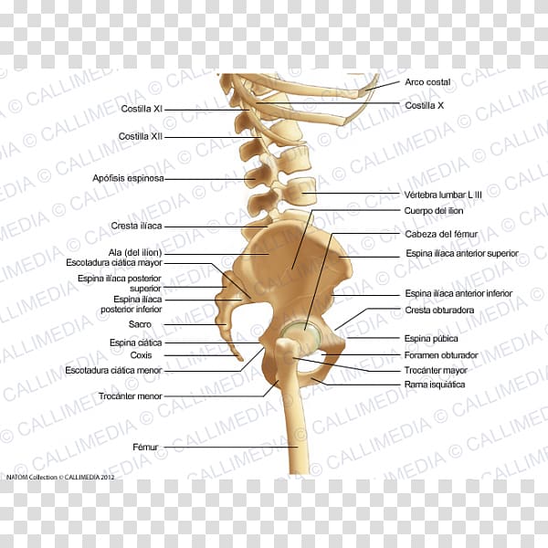 Bone Pelvis Human anatomy Ligament, Skeleton transparent background PNG clipart