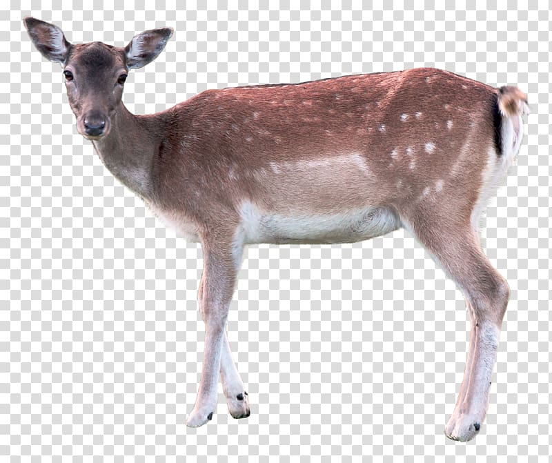 brown deer, Deer Axis, Deer transparent background PNG clipart