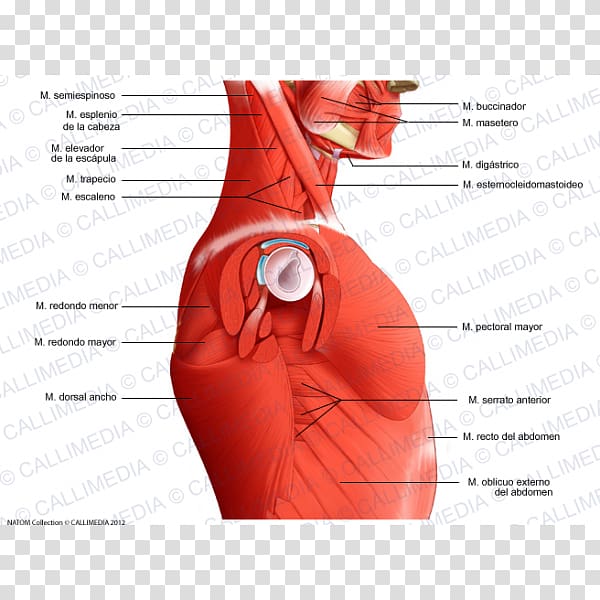 Head and neck anatomy Muscle Thorax, abdomen anatomy transparent background PNG clipart