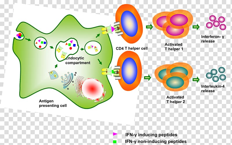 Interferon gamma Protein Antigen Peptide, pathogens transparent ...