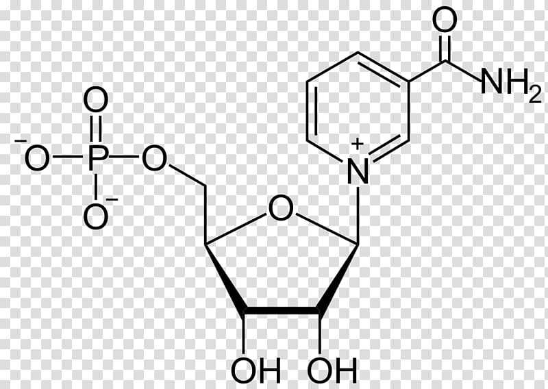 Thymine Thymidine Pyrimidine Adenine Uracil, others transparent background PNG clipart