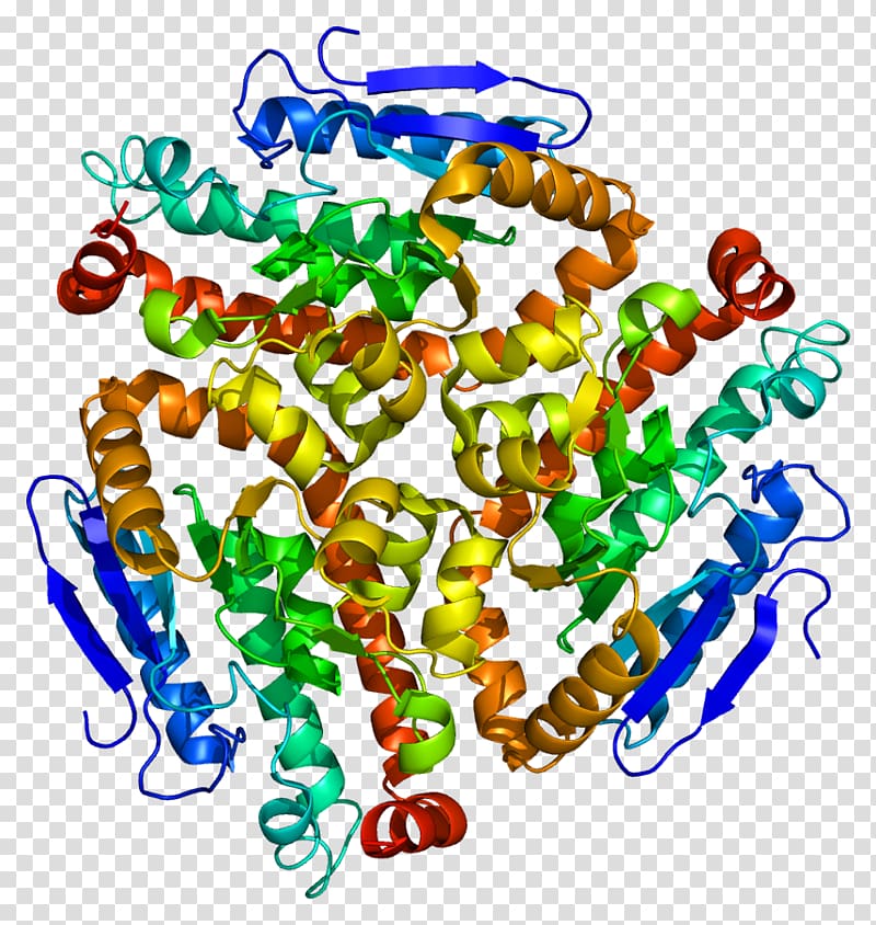 CDY1 Chromodomain High-altitude adaptation in humans Protein Gene, others transparent background PNG clipart