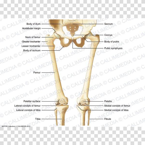 Finger Bone Knee Hip Human leg, others transparent background PNG clipart