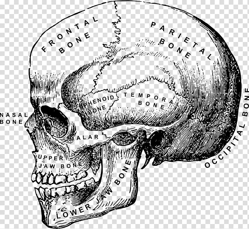 Human anatomy Human body Skull Head and neck anatomy, skull transparent background PNG clipart