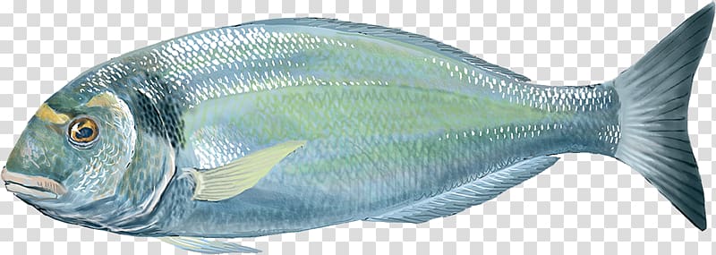 Oily fish Gilt-head bream Milkfish Food, fish transparent background PNG clipart