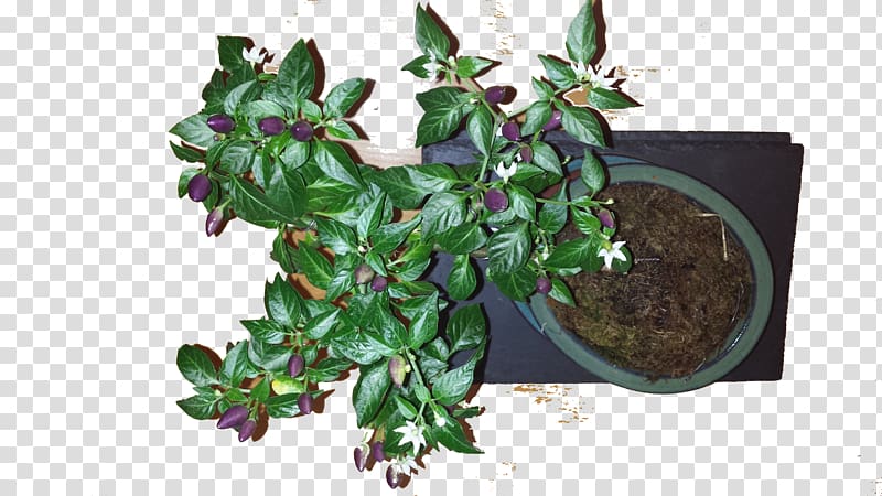 NuMex Twilight Chili pepper Fruit Bonsai styles, chilli Plant transparent background PNG clipart