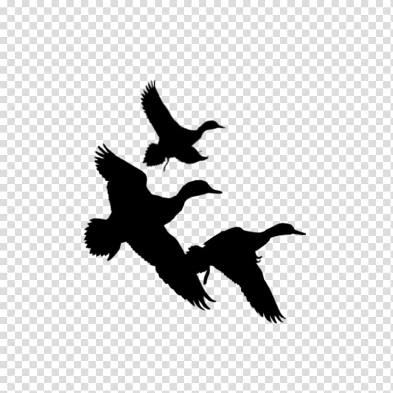 Duck Waterfowl hunting , Duck Silhouette transparent background PNG clipart