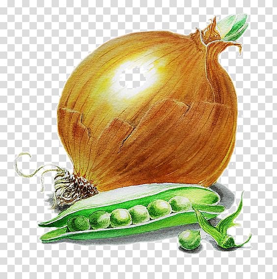 French onion soup Painting Scallion Vegetable, Hand-painted onion transparent background PNG clipart