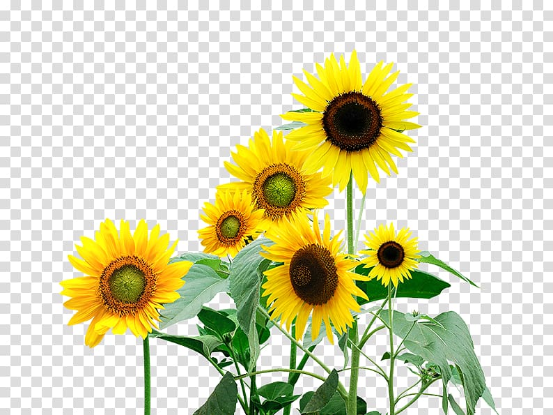 Flower Hefei Yuxing School, Painted sunflowers transparent background PNG clipart