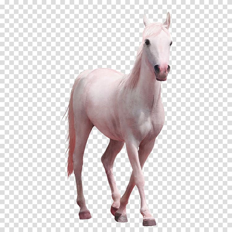 Horse Computer Icons , Whitehorse transparent background PNG clipart