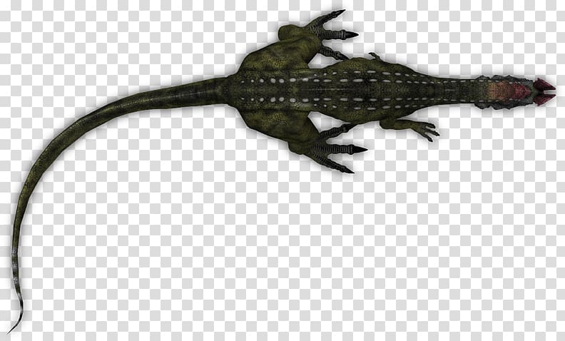 Gecko Alligators Lizard Amphibian Terrestrial animal, lizard transparent background PNG clipart