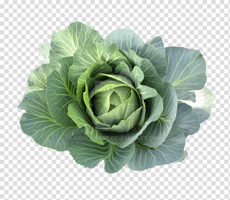 Romaine lettuce Spring greens Collard Greens Vegetarian cuisine Cabbage, cabbage transparent background PNG clipart