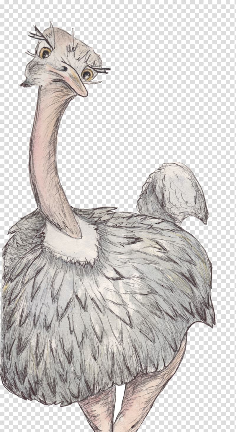 Common ostrich Flightless bird Crane Ratite, ostrich transparent background PNG clipart