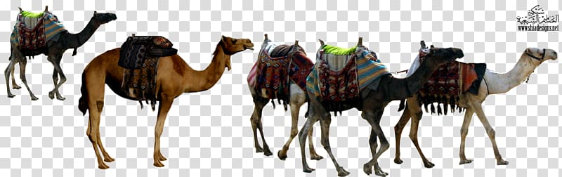 Dromedary Sahara Caravan Xerocole Jacob and Esau, Animal Camel transparent background PNG clipart