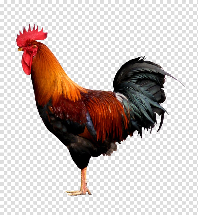 red and black rooster, De Haan Rooster Chicken Illustration, Cock transparent background PNG clipart