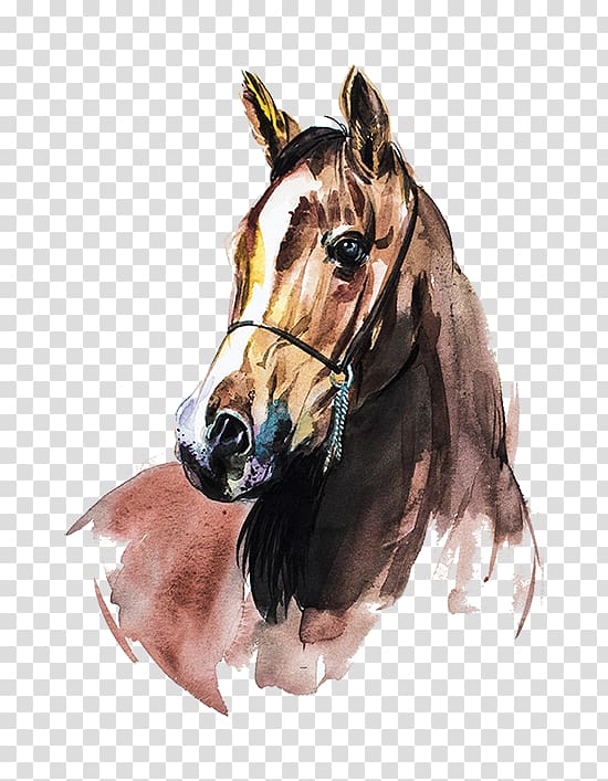 portrait painting of horse, Arabian horse Watercolor painting Art, painting transparent background PNG clipart