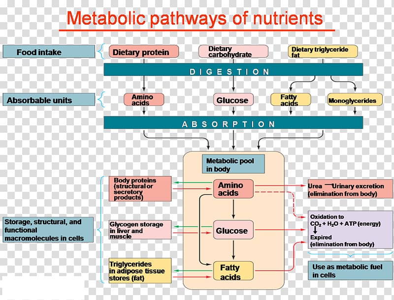 Nutrient Carbohydrate metabolism Metabolic pathway Polyol pathway, pathway transparent background PNG clipart