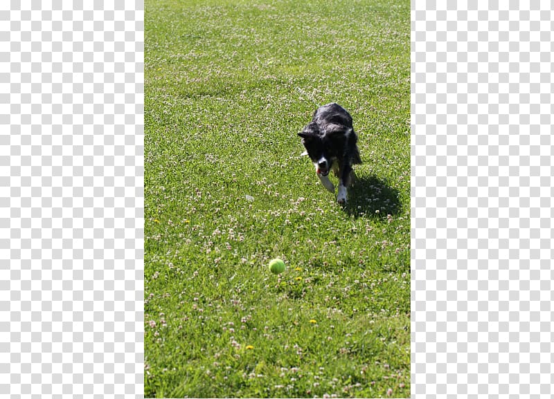 Dog Lawn Obedience training Pasture Grasses, show yourself transparent background PNG clipart