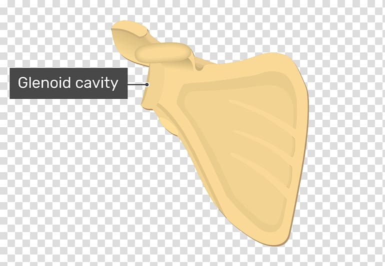 Angulus lateralis scapulae Glenoid cavity Winged scapula Bone, others transparent background PNG clipart