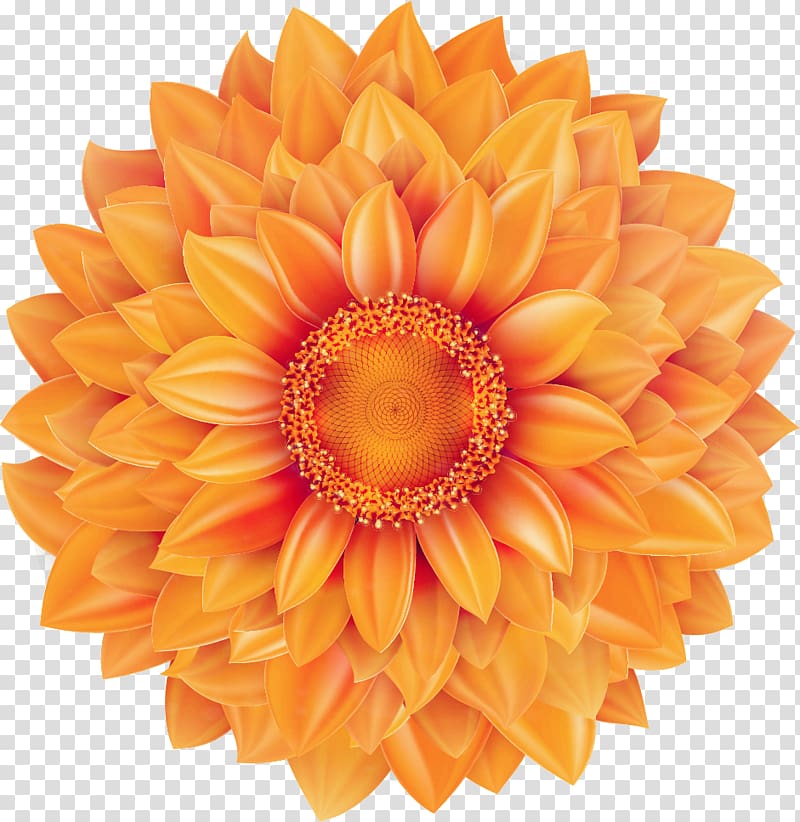 Common sunflower Mexican marigold, Creative sunflower transparent background PNG clipart