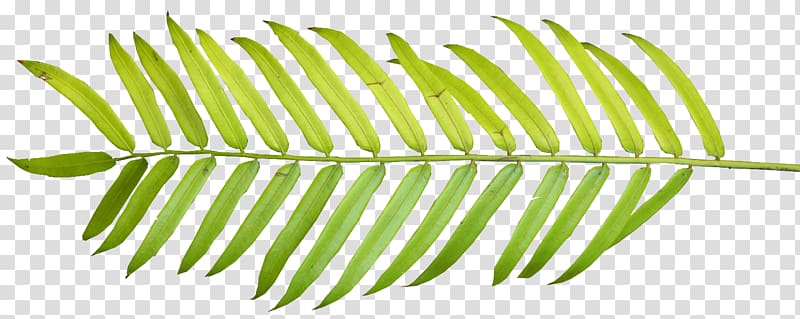 Arecaceae Palm branch Palm-leaf manuscript , Palm Leaf transparent background PNG clipart