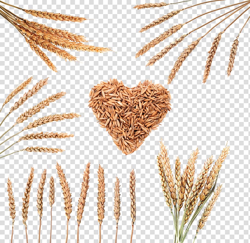 brown grain lot, Rice Cereal Wheat, Wheat grain transparent background PNG clipart